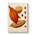 Cocoa Fruit - Botanical Print