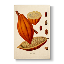 Cocoa Fruit - Botanical Print