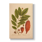 The Coco-Nut Tree - Botanical Print