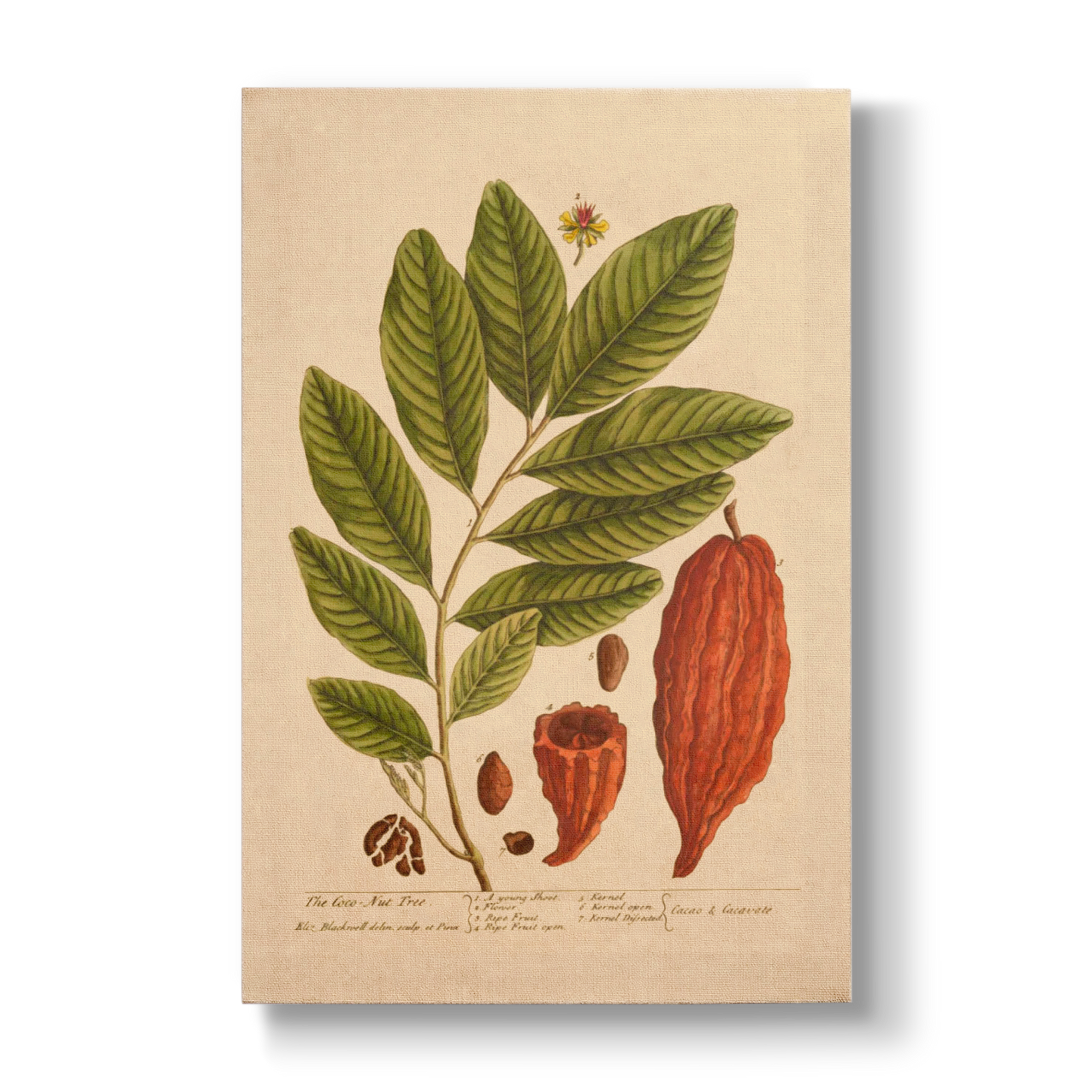 The Coco-Nut Tree - Botanical Print