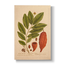 The Coco-Nut Tree - Botanical Print