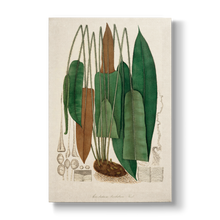Acrostichum barbatum - Botanical Print